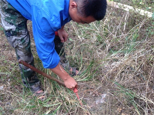 白蟻防治在老舊建筑物修復中的應用